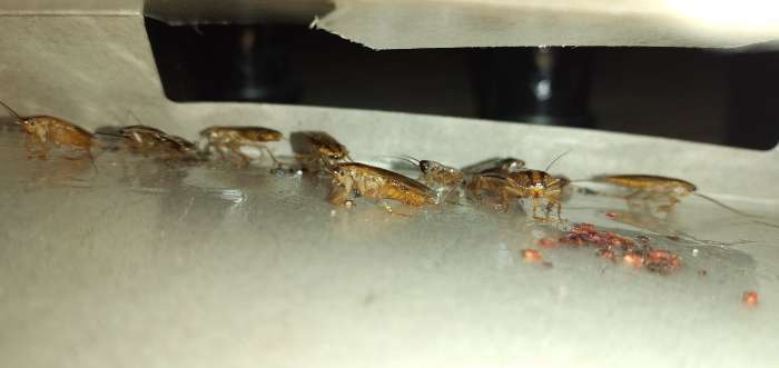 Фотография покупателя товара Клеевая ловушка от тараканов и муравьев "Бдительный Страж", домик, 1 шт. - Фото 7