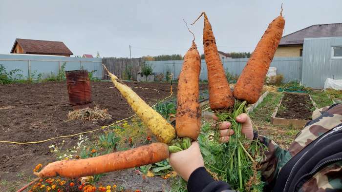 Фотография покупателя товара Семена Морковь  "Нантская 4"  Семена на ленте, 8 м