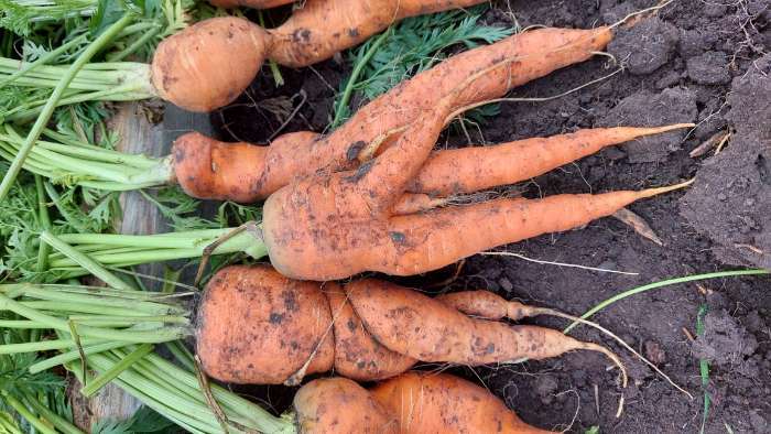 Фотография покупателя товара Семена Морковь  "Нантская 4"  Семена на ленте, 8 м - Фото 9