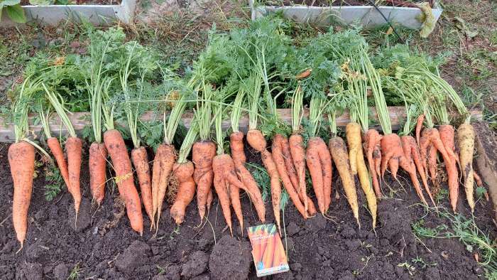 Фотография покупателя товара Семена Морковь  "Нантская 4"  Семена на ленте, 8 м - Фото 10
