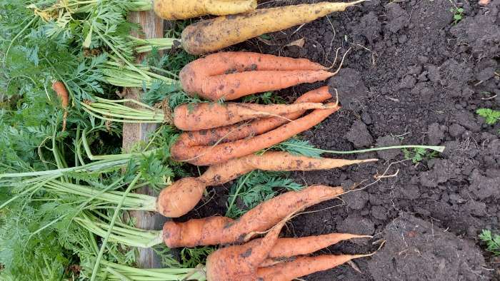 Фотография покупателя товара Семена Морковь  "Нантская 4"  Семена на ленте, 8 м
