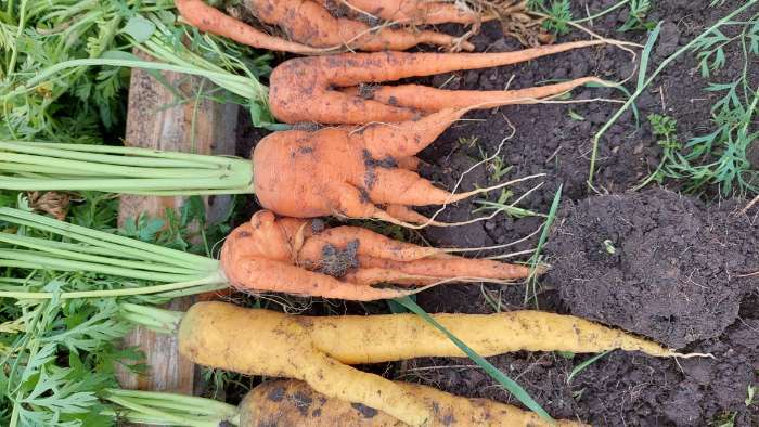 Фотография покупателя товара Семена Морковь  "Нантская 4"  Семена на ленте, 8 м - Фото 5