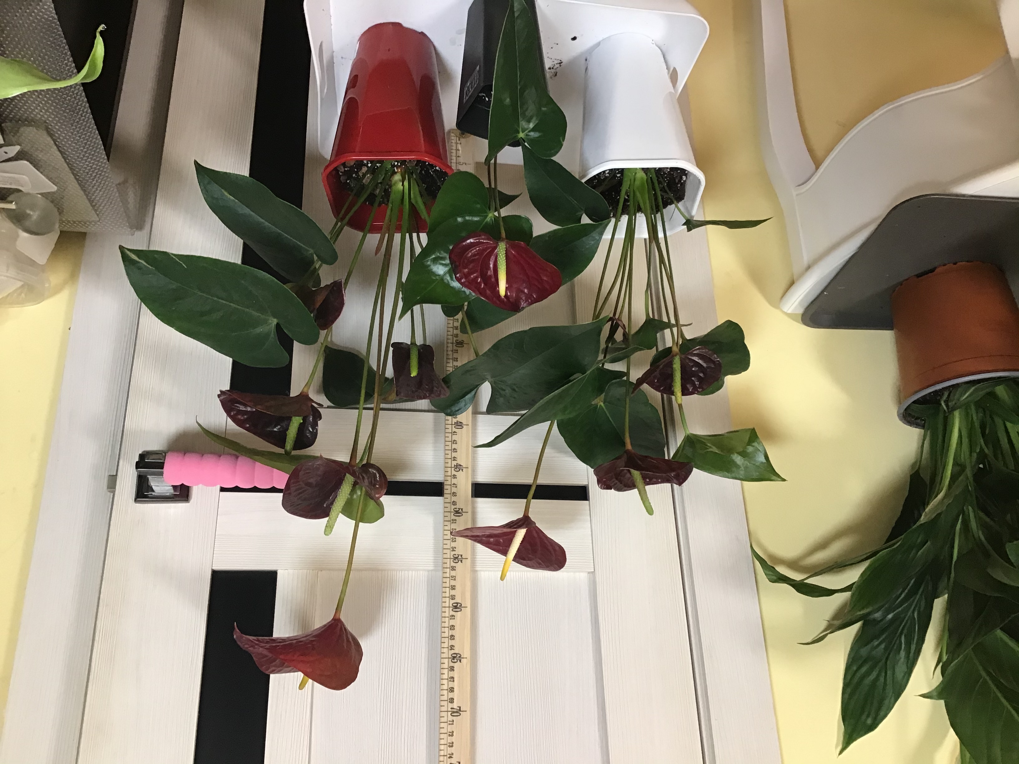 Фотография покупателя товара Горшок для цветов «Роза», 2 л, d=14 см, цвет красный