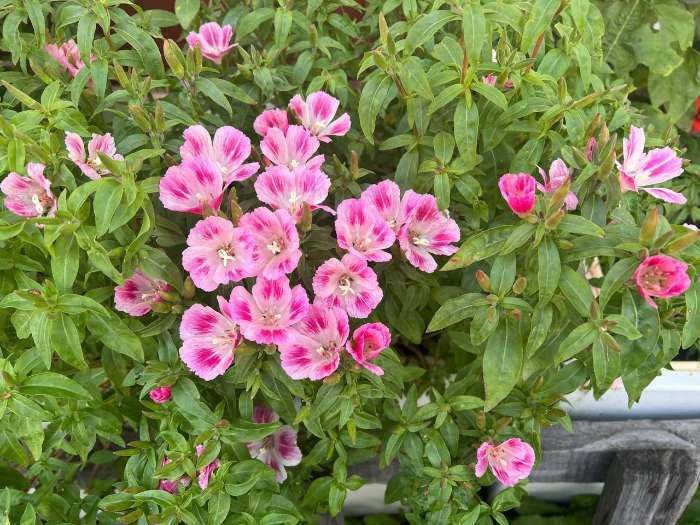 Фотография покупателя товара Семена цветов Годеция "Есения", ц/п,  низкая, смесь, серия Чудесный балкон,  0,05 г - Фото 3