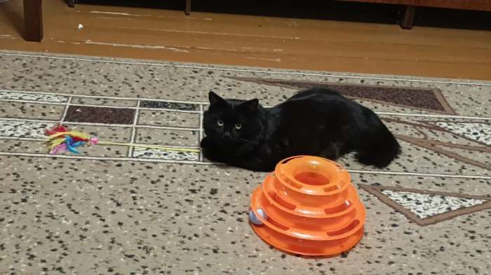 Фотография покупателя товара Игровой комплекс "Пижон" для кошек с 3 шариками, 24,5 х 24,5 х 13 см, оранжевый - Фото 2