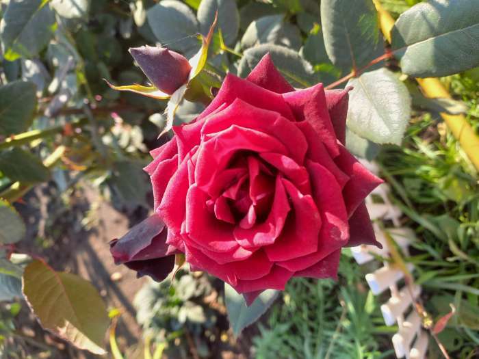 Фотография покупателя товара Саженец розы Блек Баккара, 1шт, Весна 2022 - Фото 2