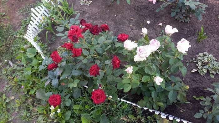 Фотография покупателя товара Саженец розы Блек Баккара, 1шт, Весна 2022 - Фото 4