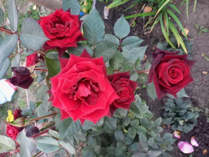 Фотография покупателя товара Саженец розы Блек Баккара, 1шт, Весна 2022 - Фото 5
