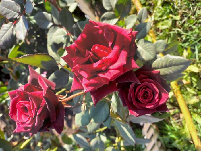 Фотография покупателя товара Саженец розы Блек Баккара, 1шт, Весна 2022 - Фото 1