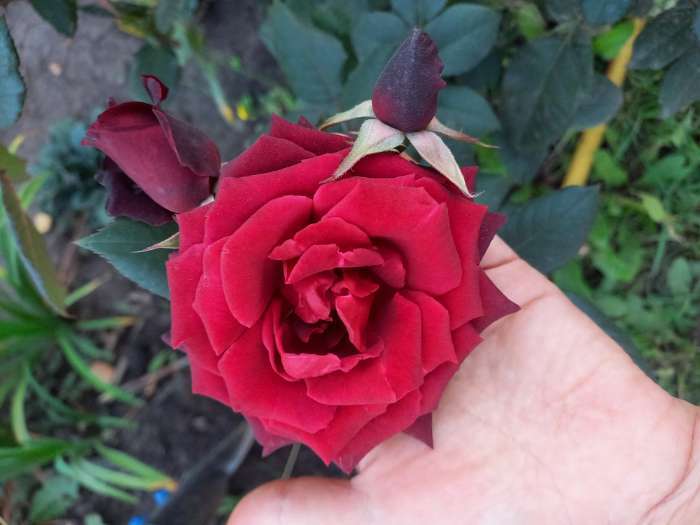 Фотография покупателя товара Саженец розы Блек Баккара, 1шт, Весна 2022 - Фото 3