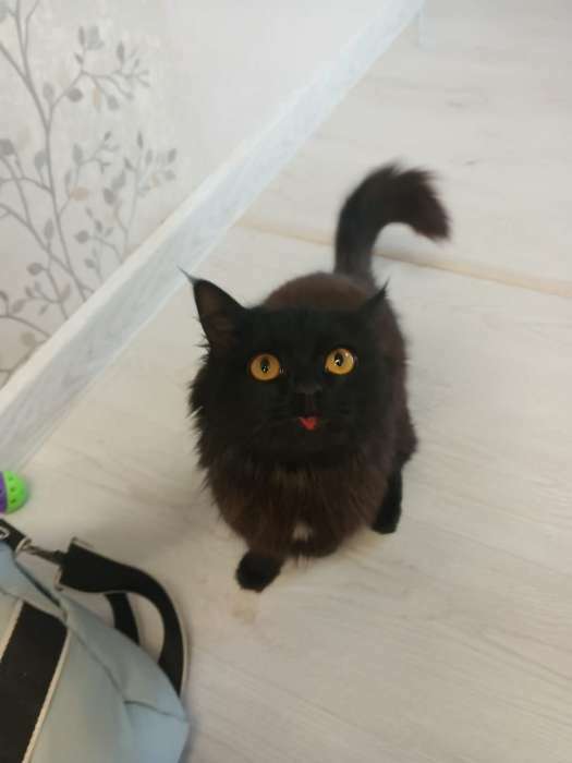 Фотография покупателя товара Игрушка для кошек "Мышь малая" цветная, 5 см, красная