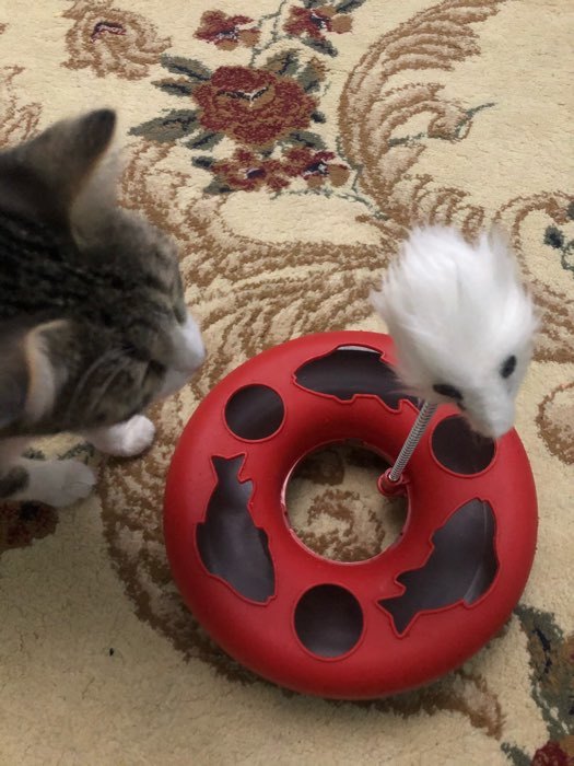 Фотография покупателя товара Игрушка для кошек "Загадочный круг - Рыбки", мышь на пружине и шарик, 23 х 7 см, микс