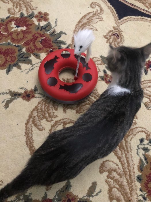 Фотография покупателя товара Игрушка для кошек "Загадочный круг - Рыбки", мышь на пружине и шарик, 23 х 7 см, микс - Фото 2