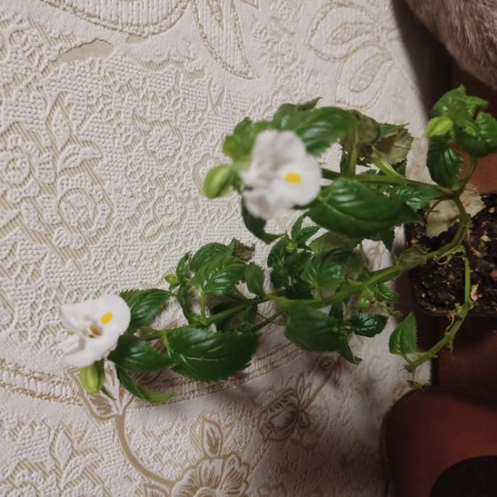 Фотография покупателя товара Семена цветов  Торения "Каваи Лемон Дроп",  5 шт