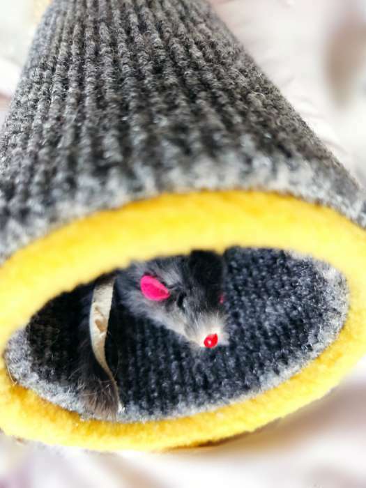 Фотография покупателя товара Игрушка-когтеточка "Кошки-мышки", ковролин, 16 х 9 см,  микс цветов - Фото 4