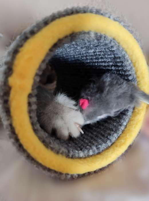 Фотография покупателя товара Игрушка-когтеточка "Кошки-мышки", ковролин, 16 х 9 см,  микс цветов - Фото 3