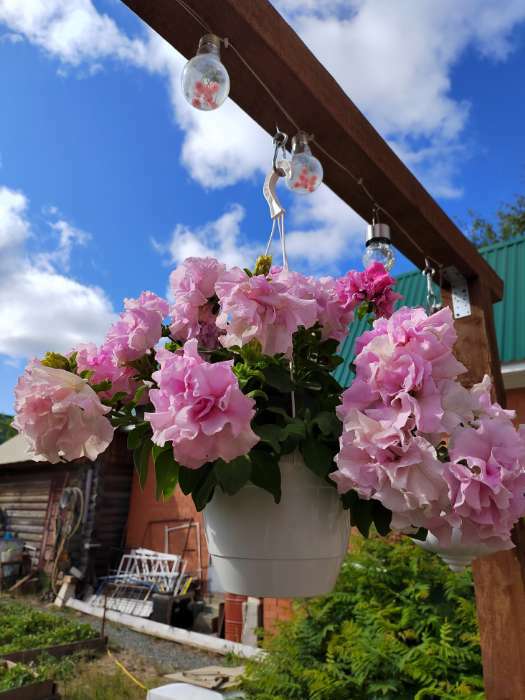 Фотография покупателя товара Семена цветов Петуния  махровая каскадная "Императрица",  F1, 8-10 шт - Фото 25