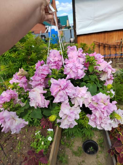 Фотография покупателя товара Семена цветов Петуния  махровая каскадная "Императрица",  F1, 8-10 шт - Фото 26