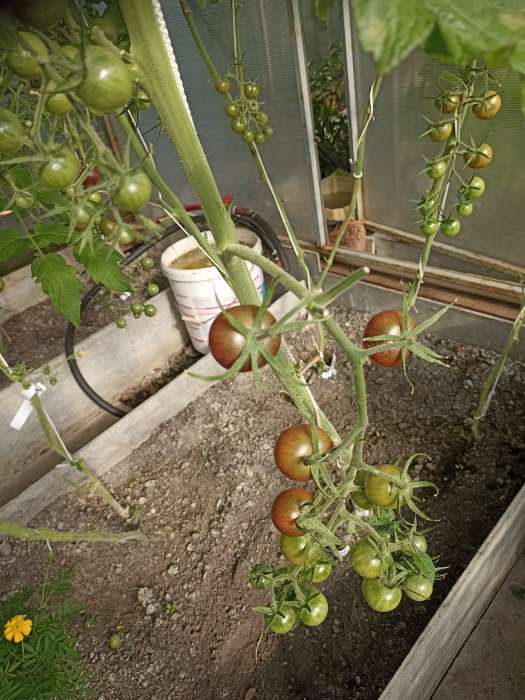 Фотография покупателя товара Семена Томат «Блэк черри», раннеспелый, индетерминантный, высокорослый, 20 шт. - Фото 11