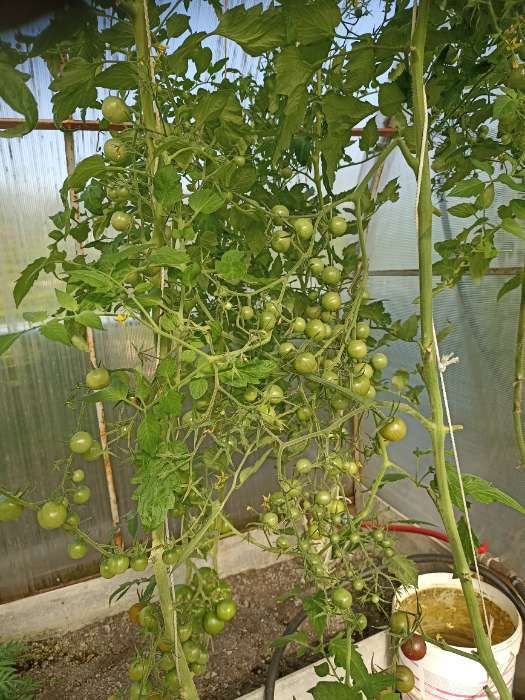 Фотография покупателя товара Семена Томат «Блэк черри», раннеспелый, индетерминантный, высокорослый, 20 шт. - Фото 10