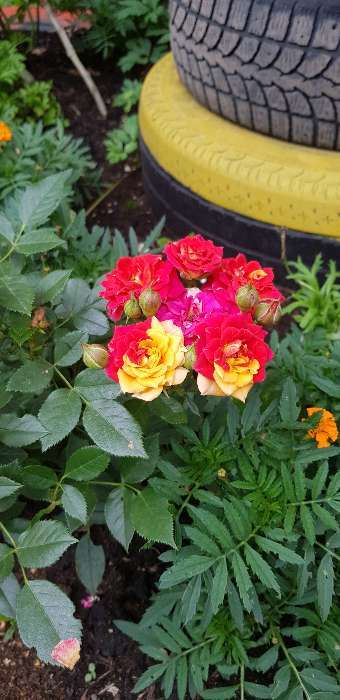 Фотография покупателя товара Саженец розы Бэби Бакара, Весна 2024, 1 шт. - Фото 1