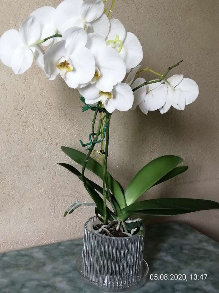 Фотография покупателя товара Горшок для орхидей с поддноном «Шарм», 1,8 л, цвет прозрачный