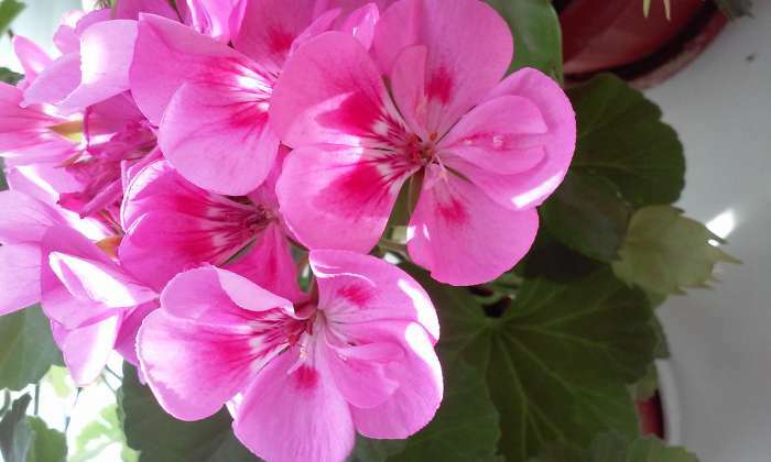 Фотография покупателя товара Семена цветов Пеларгония "Пинто Скарлет Стар", F1, 4 шт - Фото 10
