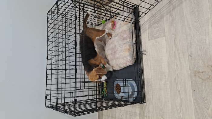 Фотография покупателя товара Клетка для собак №4 с поддоном, складная, 94 х 64 х 72 см