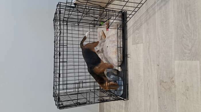 Фотография покупателя товара Клетка для собак №4 с поддоном, складная, 94 х 64 х 72 см - Фото 2
