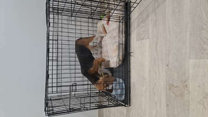 Фотография покупателя товара Клетка для собак №4 с поддоном, складная, 94 х 64 х 72 см - Фото 1