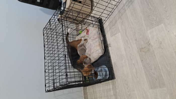 Фотография покупателя товара Клетка для собак №4 с поддоном, складная, 94 х 64 х 72 см - Фото 4