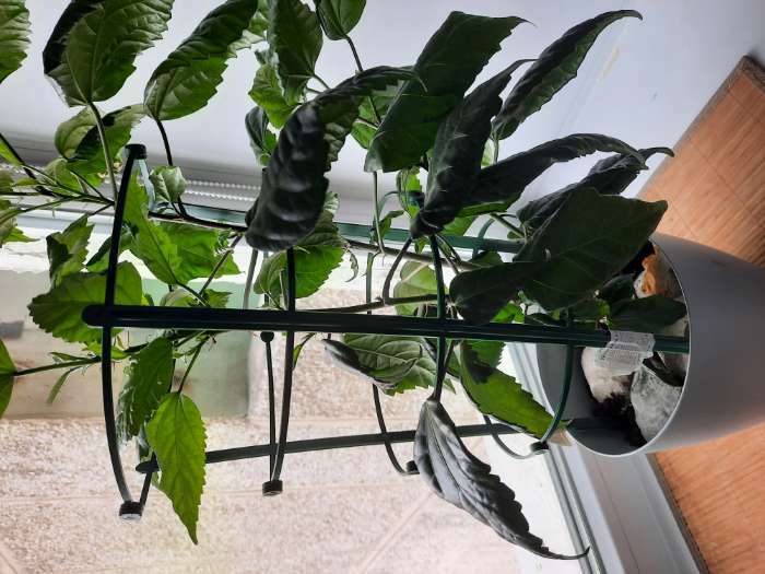 Фотография покупателя товара Поддержка для растений, h = 42 см, цвет МИКС - Фото 1