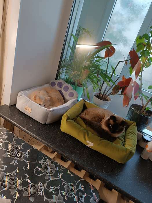 Фотография покупателя товара Лежанка Z, 53×44×11 см, мебельная ткань, зелёная - Фото 1