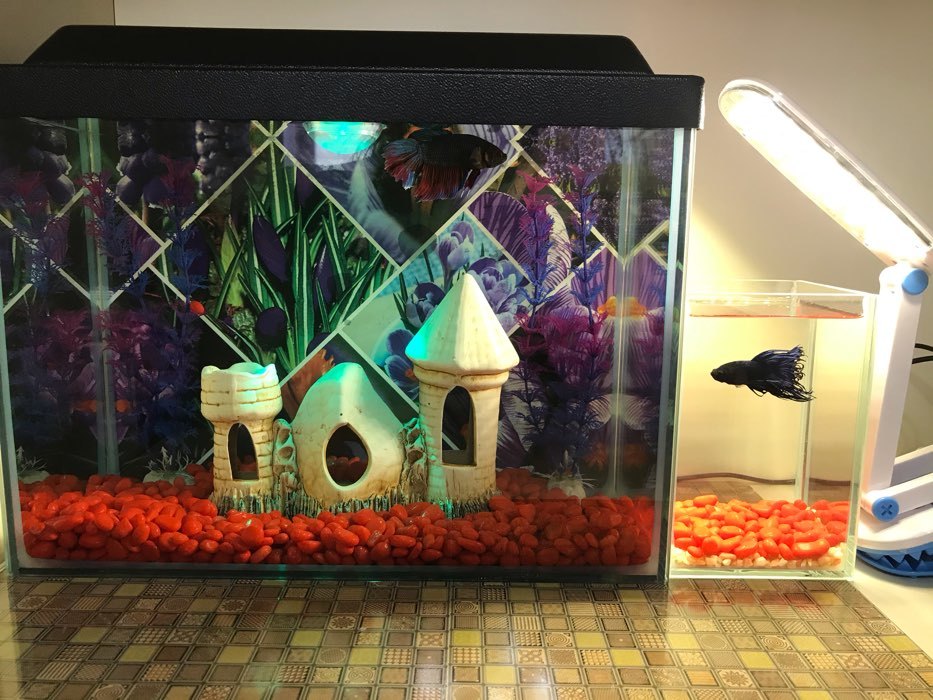 Фотография покупателя товара Декорация для аквариума "Башенки камнями'', 7х17х15 см, микс - Фото 3
