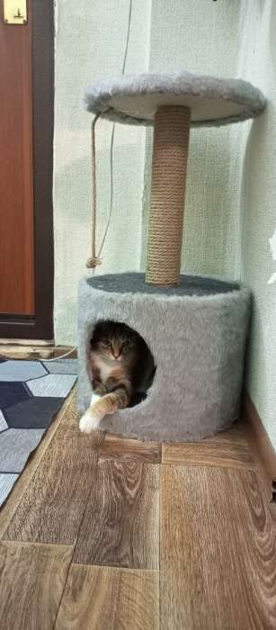 Фотография покупателя товара Домик для кошек с когтеточкой круглый, джут, 35 х 35 х 64 см, серый - Фото 1