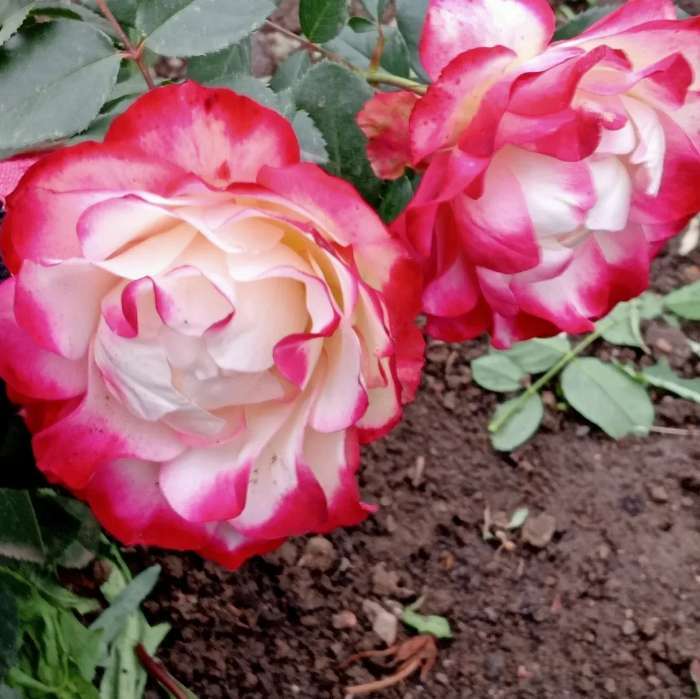 Фотография покупателя товара Саженец розы Принц Монако,  Весна 2024, 1 шт. - Фото 1
