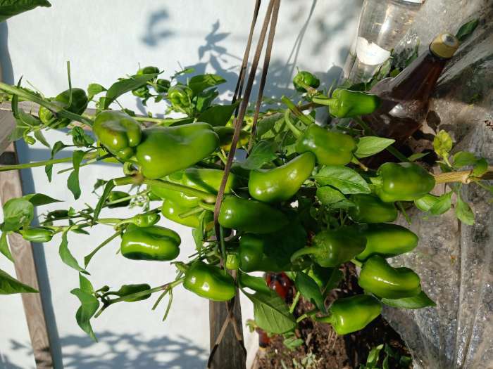 Фотография покупателя товара Семена Перец сладкий "Апельсин Желтый" F1, 10 шт - Фото 6