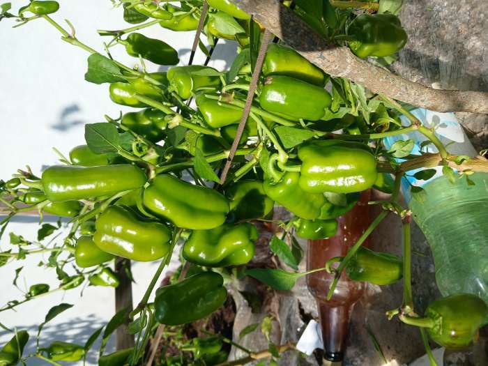 Фотография покупателя товара Семена Перец сладкий "Апельсин Желтый" F1, 10 шт - Фото 7