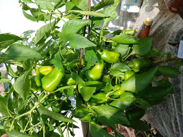 Фотография покупателя товара Семена Перец сладкий "Апельсин Желтый" F1, 10 шт - Фото 5