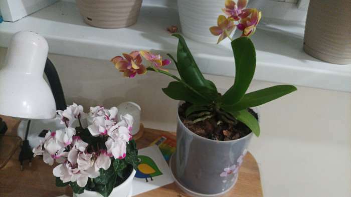 Фотография покупателя товара Горшок для орхидей с поддоном, 1.8 л, пластиковый, прозрачный, МИКС - Фото 1