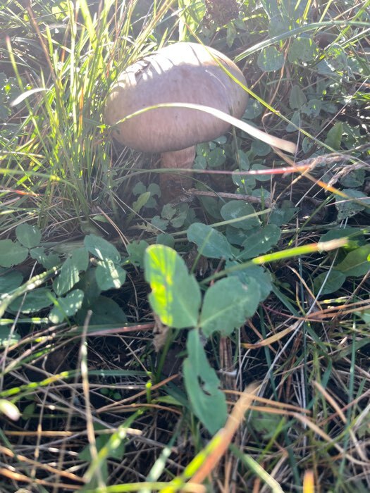 Фотография покупателя товара Семена Мицелий "Белый гриб", сосновый на зерновом субстрате, 15 мл