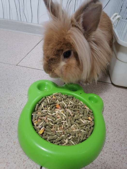 Фотография покупателя товара Корм "Пижон" для кроликов, с овощами, 400 г - Фото 1