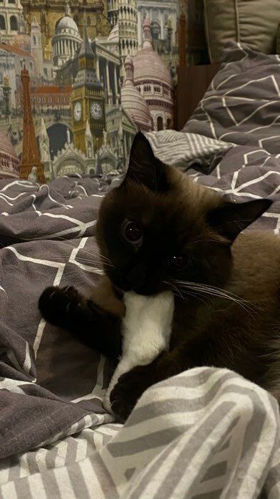 Фотография покупателя товара Игрушка-лакомство TitBit для кошек, лапка пушистая, 16 г - Фото 6