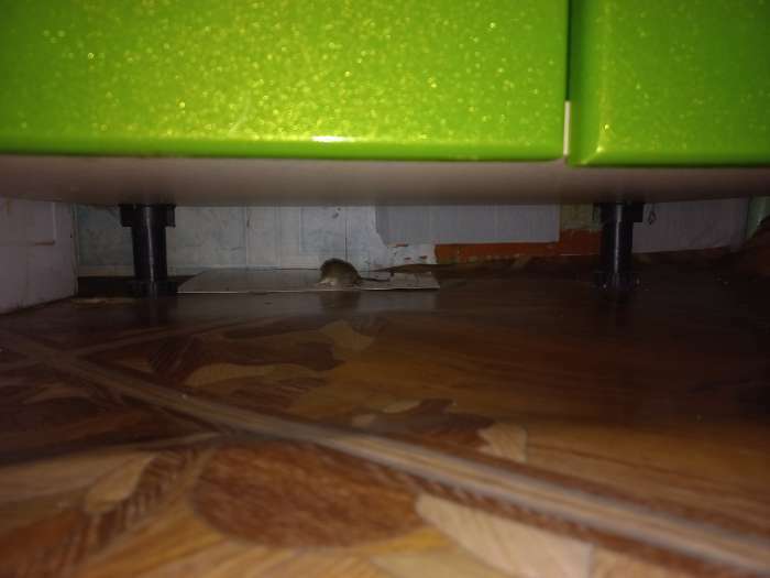 Фотография покупателя товара Пластина клеевая от крыс Mr.Mouse, без упаковки, 1шт