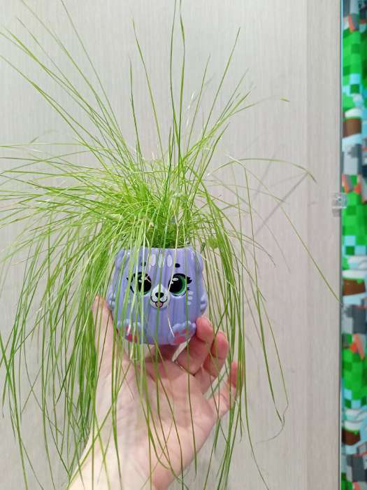 Фотография покупателя товара Набор для опытов «Котики. Выращиваем травку», фиолетовый горшочек - Фото 13