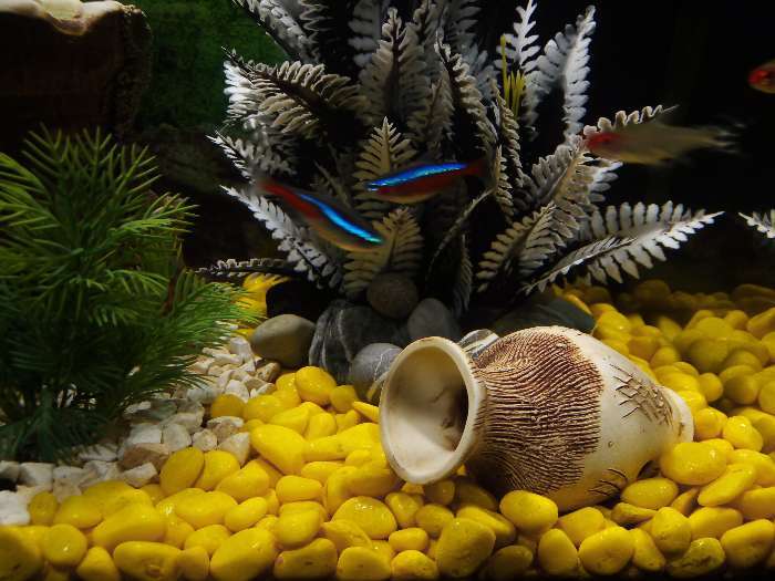 Фотография покупателя товара Грунт для аквариума "Галька цветная,  желтая" 800г фр 8-12 мм - Фото 1