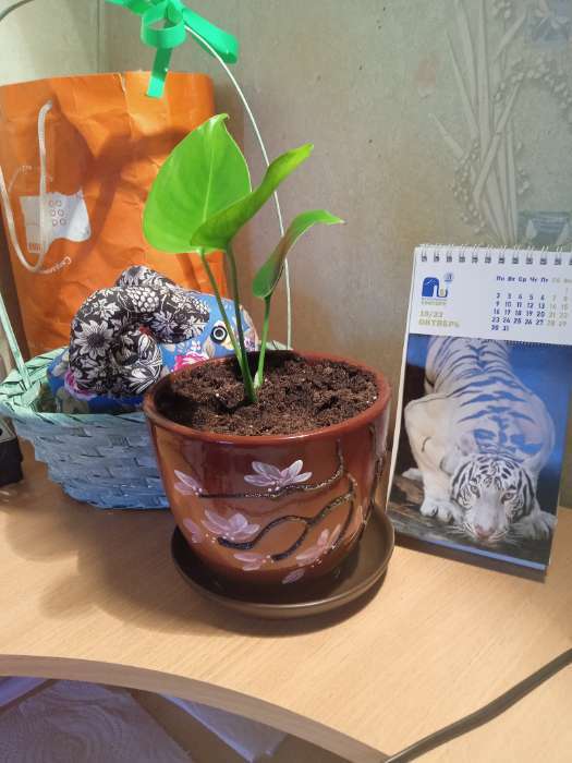 Фотография покупателя товара Горшок для цветов «Миндаль», керамика, с поддоном, набор 4 шт.: 400 мл, 1 л, 2.5 л, 5 л - Фото 1