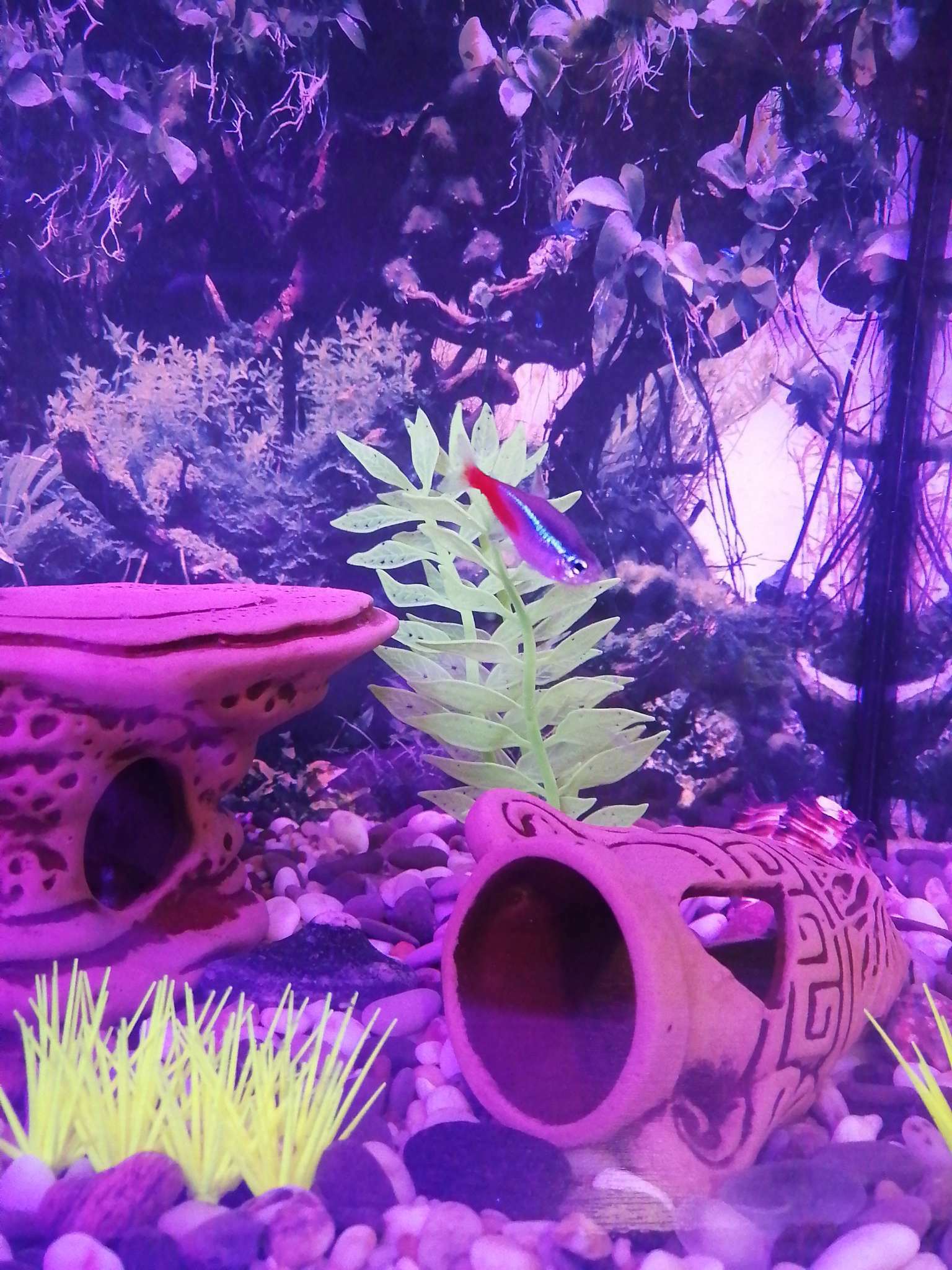 Фотография покупателя товара Растение силиконовое аквариумное, светящееся в темноте, 8 х 15 см, зелёное - Фото 2