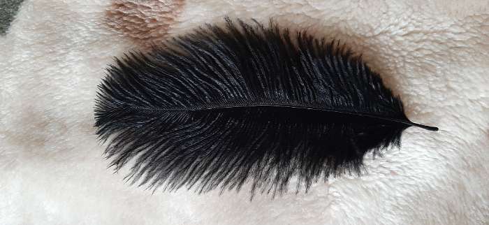 Фотография покупателя товара Перо страуса 15-20 см, оранжевый - Фото 2