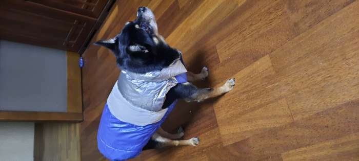 Фотография покупателя товара Куртка для собак с утяжкой размер 16 (ДС 36, ОГ 46, ОШ 35), серебряно-синяя